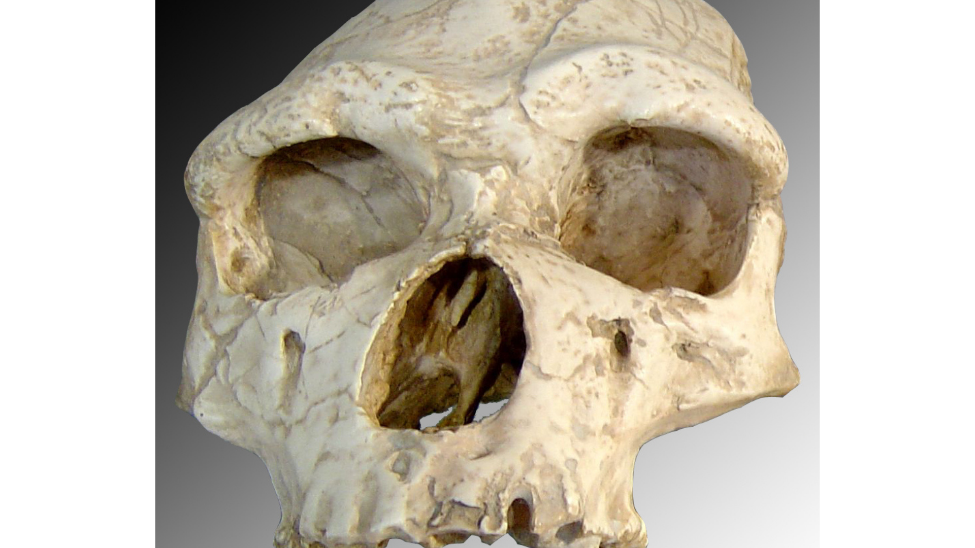 Les 50 ans de la découverte du crâne de l'homme de Tautavel